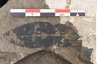 Foto (Detailansicht) von Palaeolobium heterophyllum Unger (NHMW-GEO-2024-0188-8042)